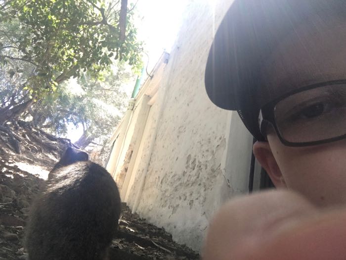 My little dude's attempts at getting a 'quokka selfie' were hilarious 